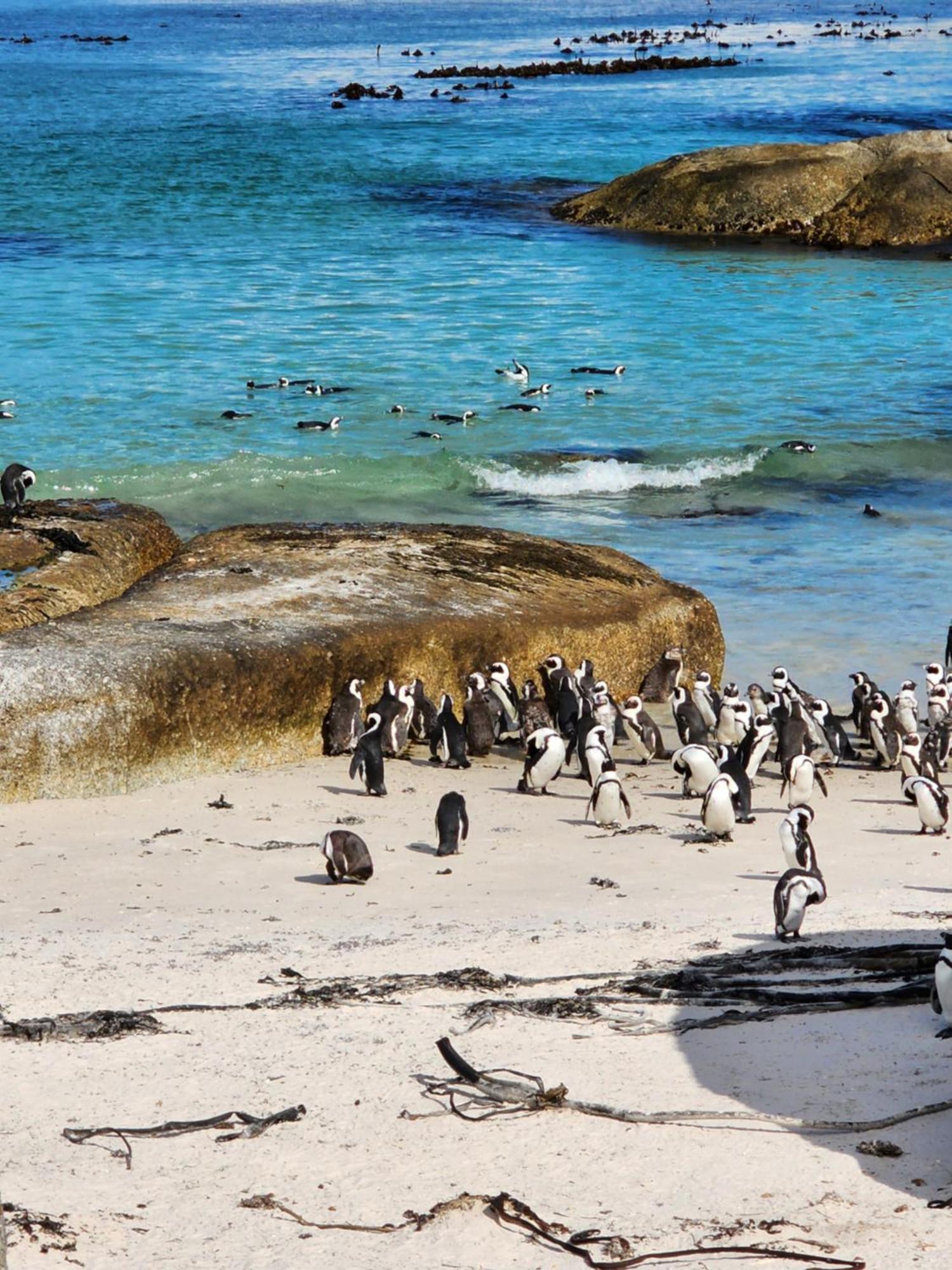 Boulders Blue Bed And Breakfast Simonʼs Town Esterno foto