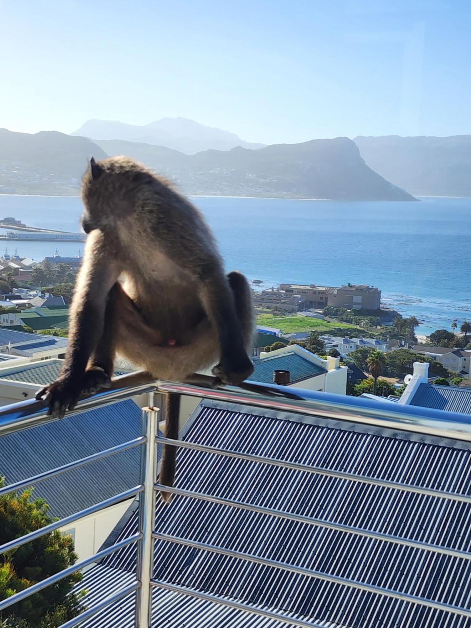 Boulders Blue Bed And Breakfast Simonʼs Town Esterno foto