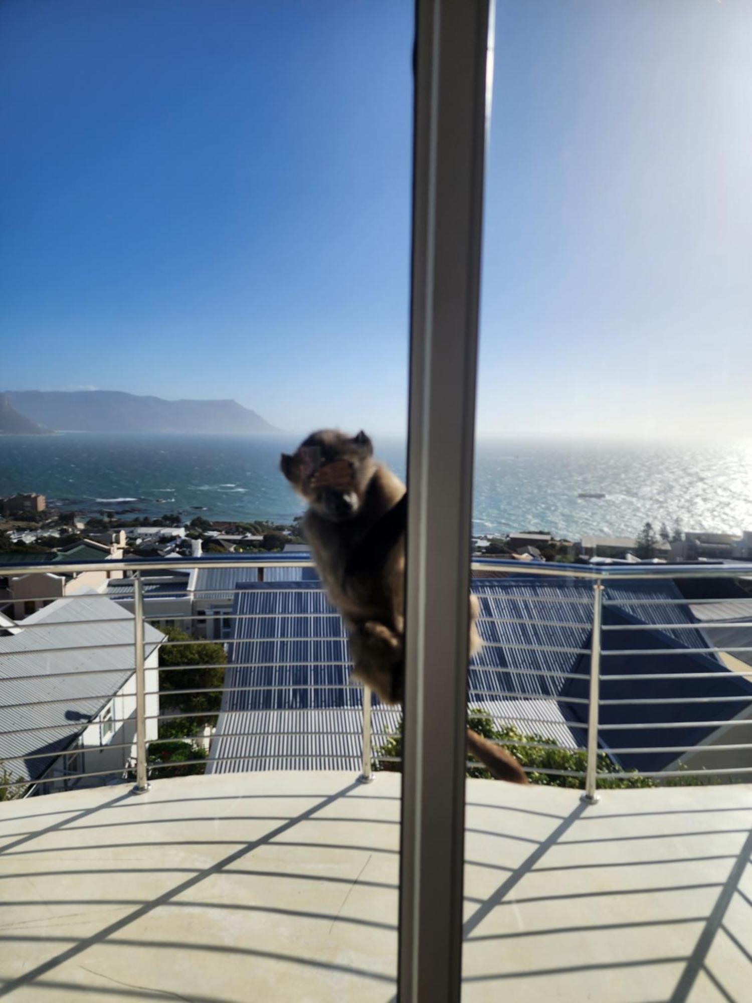 Boulders Blue Bed And Breakfast Simonʼs Town Esterno foto